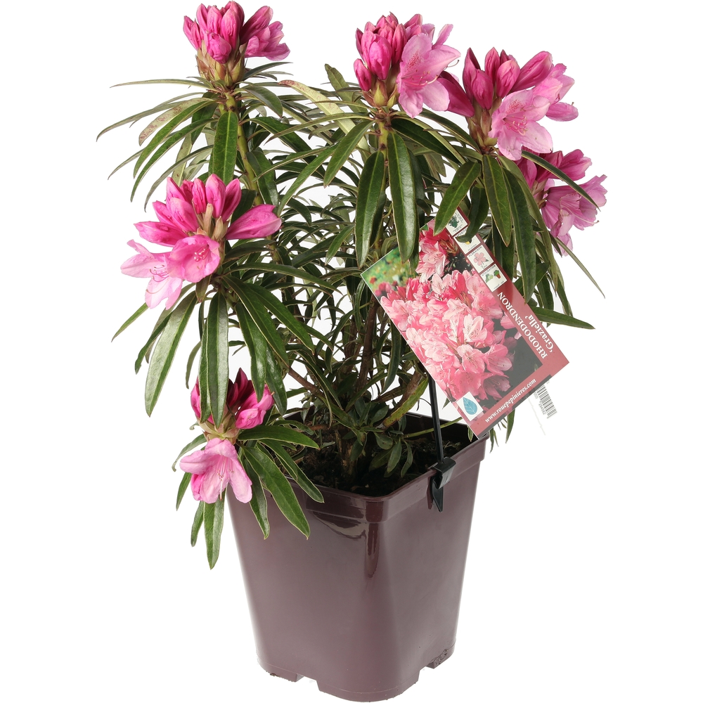 Rhododendron hybride, C.5L, H 30/40