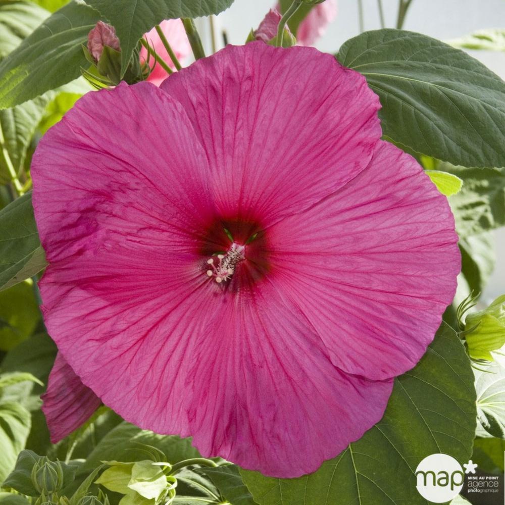 Hibiscus moscheutos : ctr 3 litres