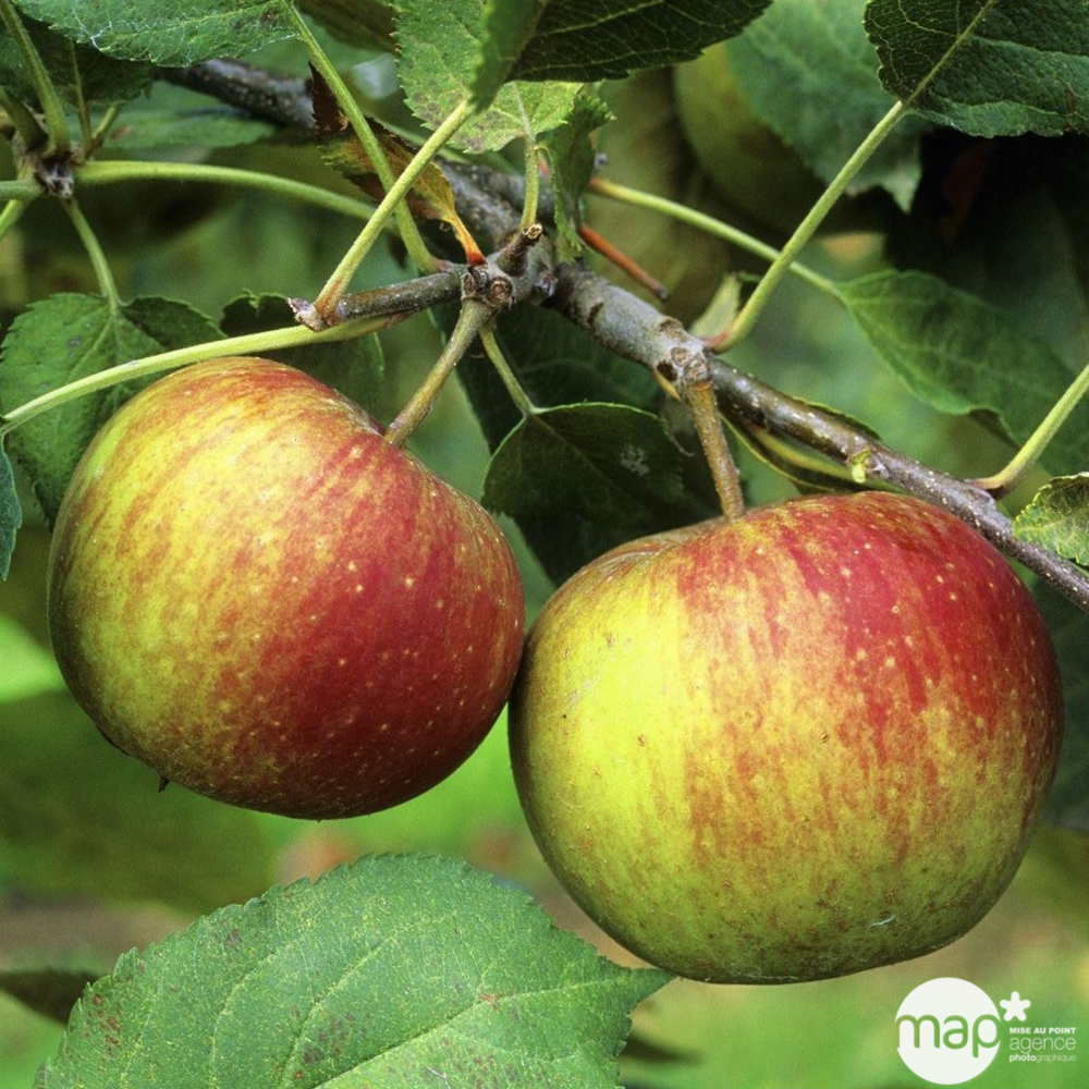 Pommier Belle de Boskoop : palmette unique simple prêt à planter