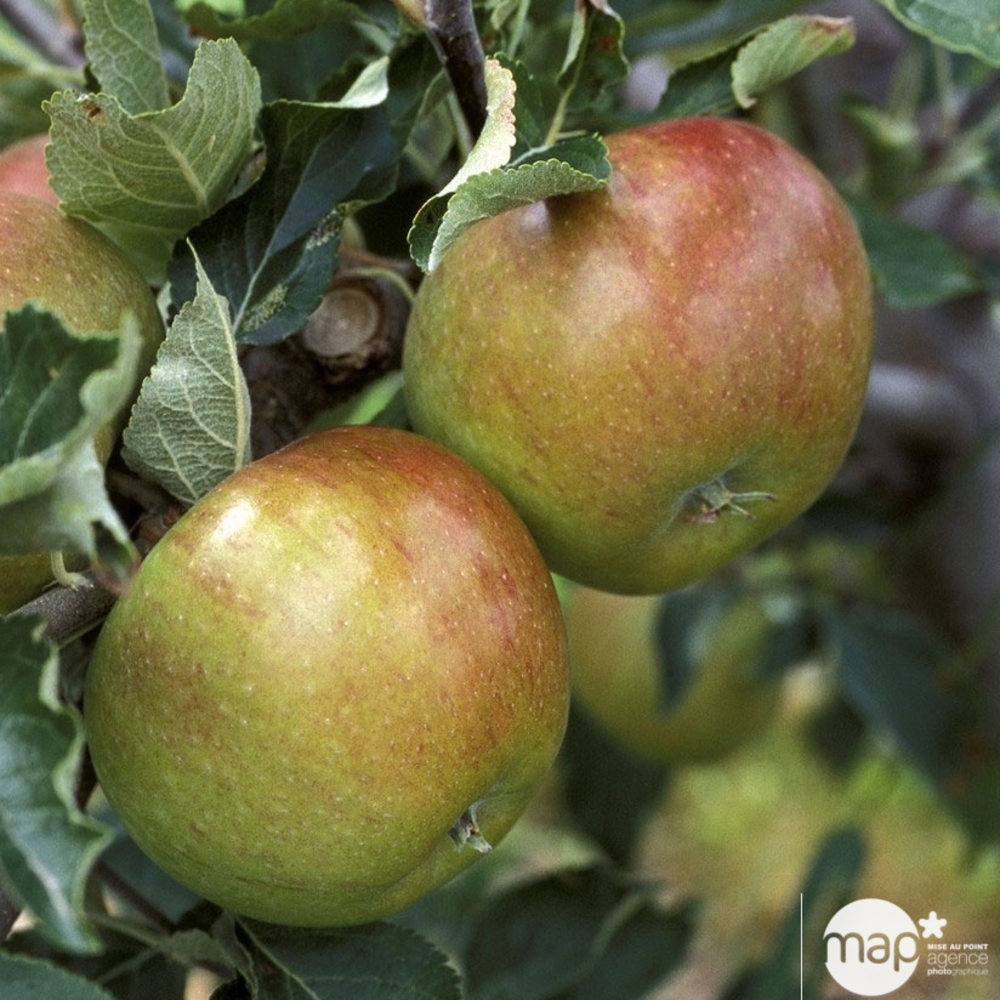 Pommier Cox orange Pippin : palmette unique simple prêt à planter