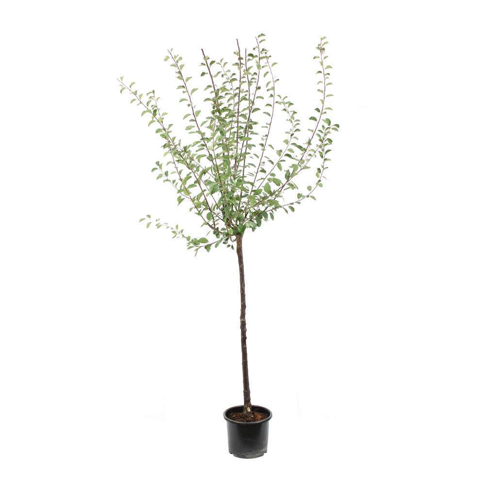 Prunier Mirabelle : ½ tige, 4-5 ans, H 170-180 cm