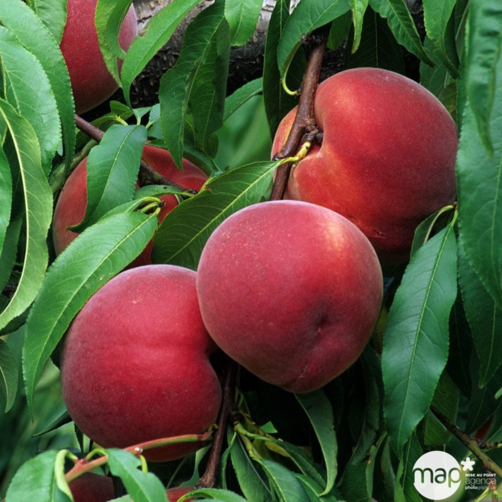 Pêcher Reine des Vergers : demi tige 8/10 ctr 15 litres