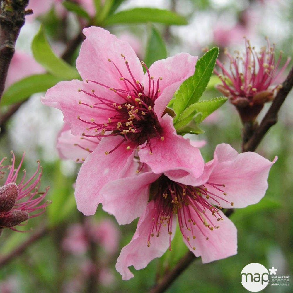 Nectarinier Nectarose : demi tige ctr 15 litres