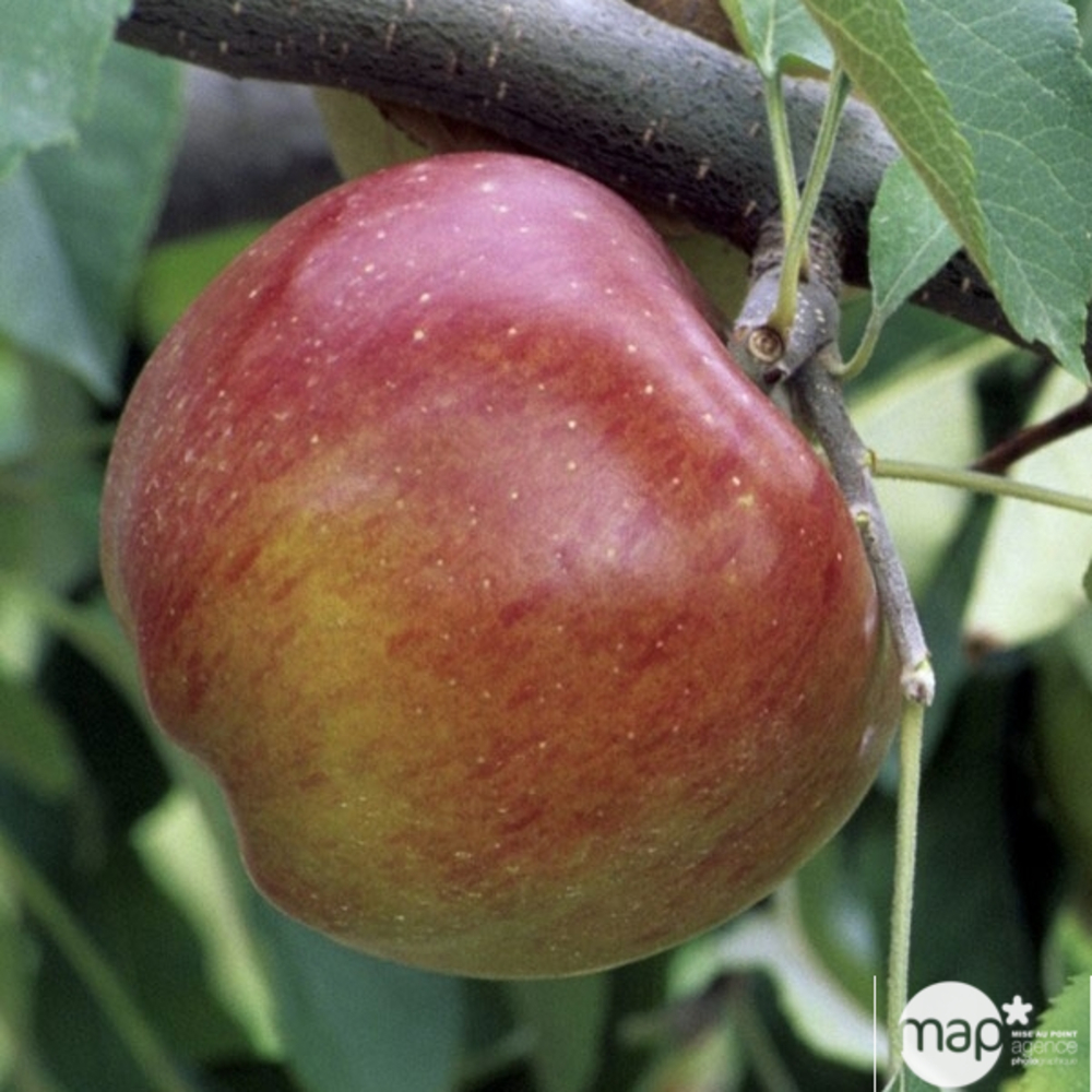 Pommier Melrose : demi tige prêt à planter