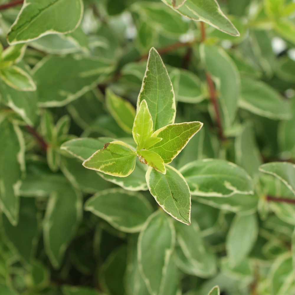Abelia x grandiflora 'Lucky Lots ® :conteneur 5 litres