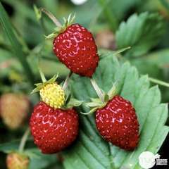 Plants de fraisiers 'Fraise des Bois' : barquette de 6 plants