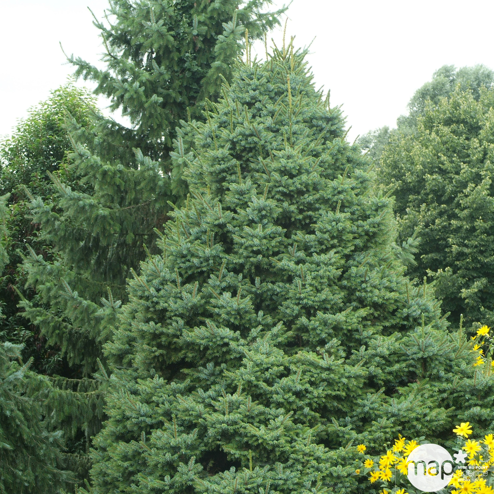 Conifère varié : pot D.13cm