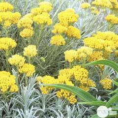 Helichrysum italicum : conteneur 3 litres