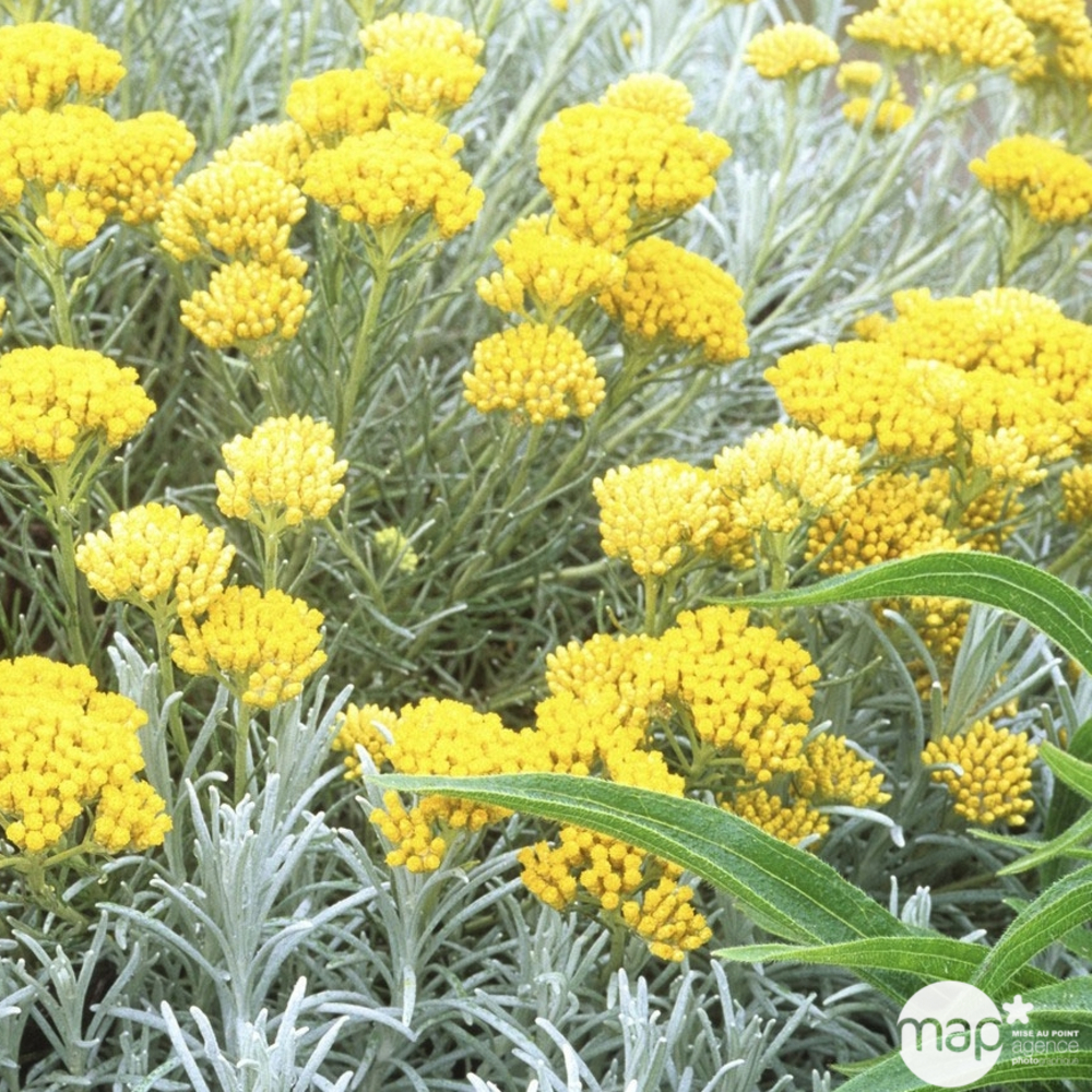 Helichrysum italicum : conteneur 3 litres