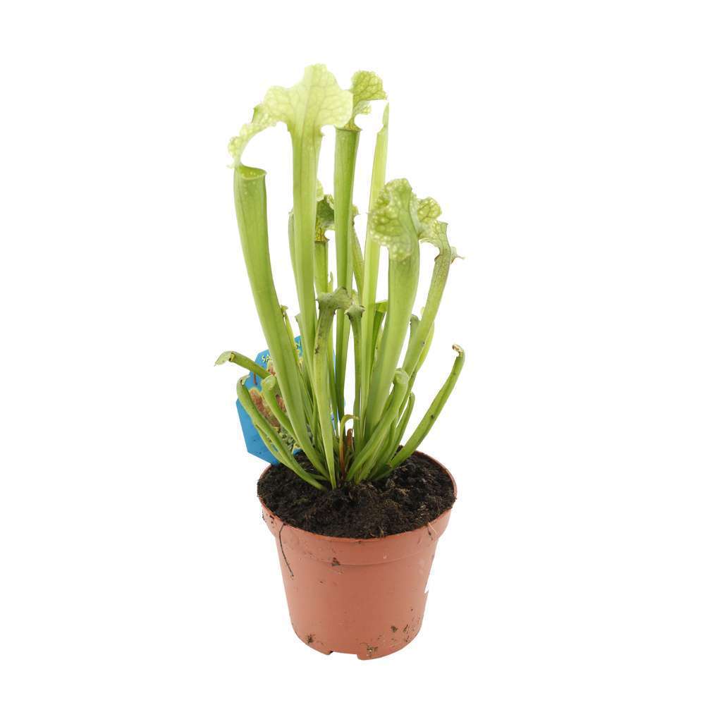 Sarracénia : plante Ø8cm pot