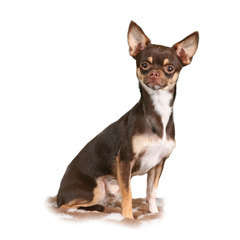 Chihuahua : d'apparence
