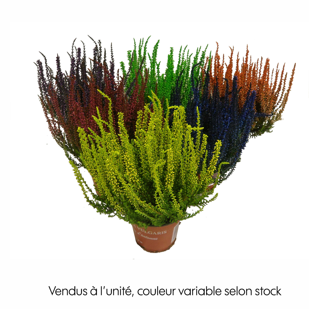 Calluna teintée : pot D.10cm