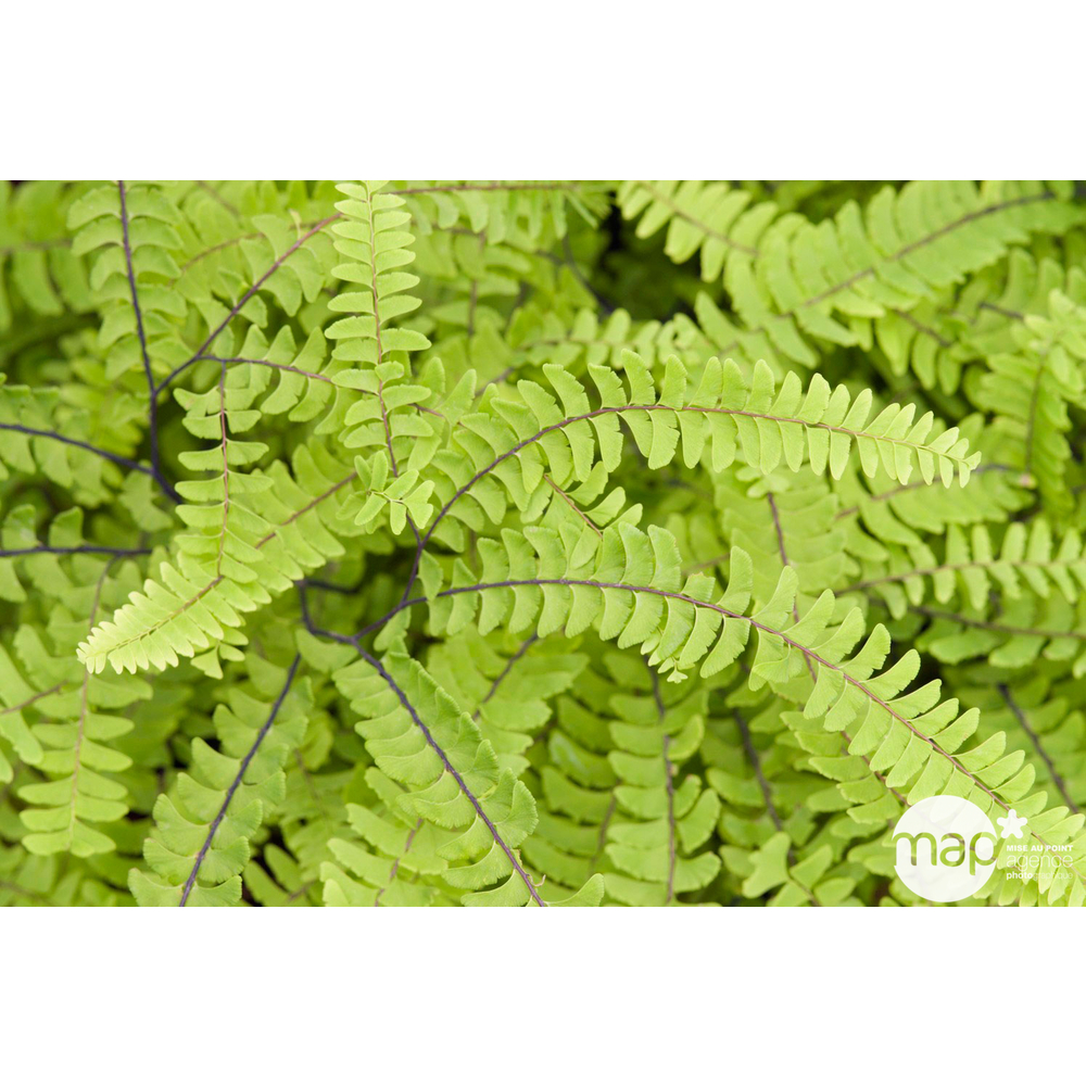 Adiantum Capillaire : plante Ø12cm, pot