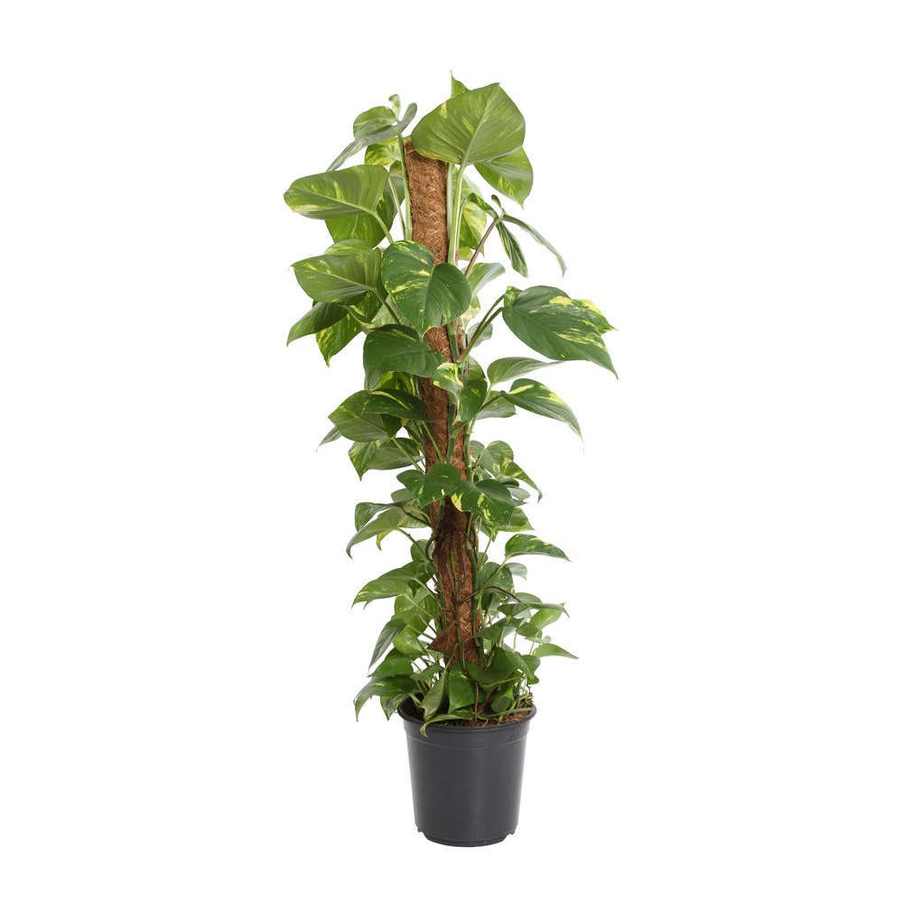 Pothos : H.100/120cm pot