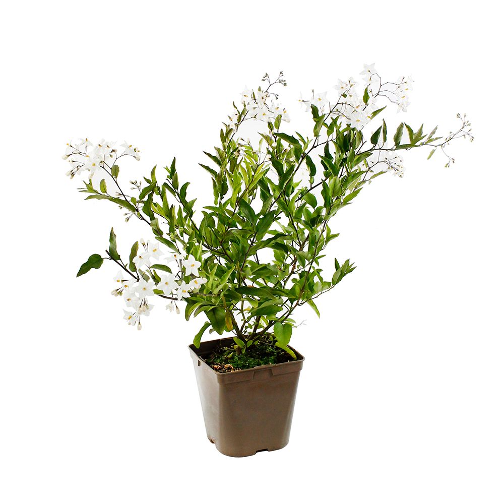 Solanum Jasminoides : ctr 3 litres