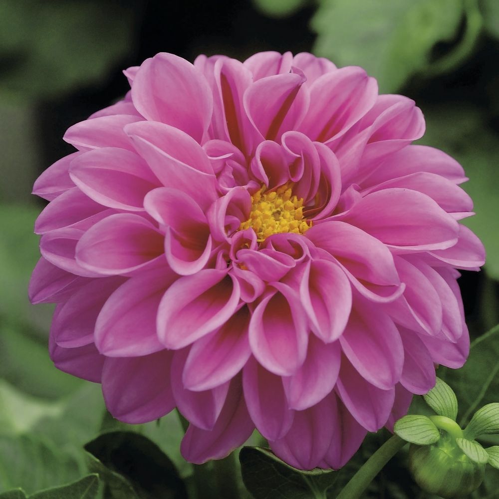 Dahlia: pot 3L