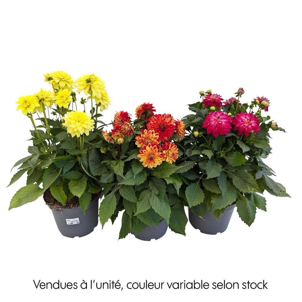 Dahlia: pot 3L