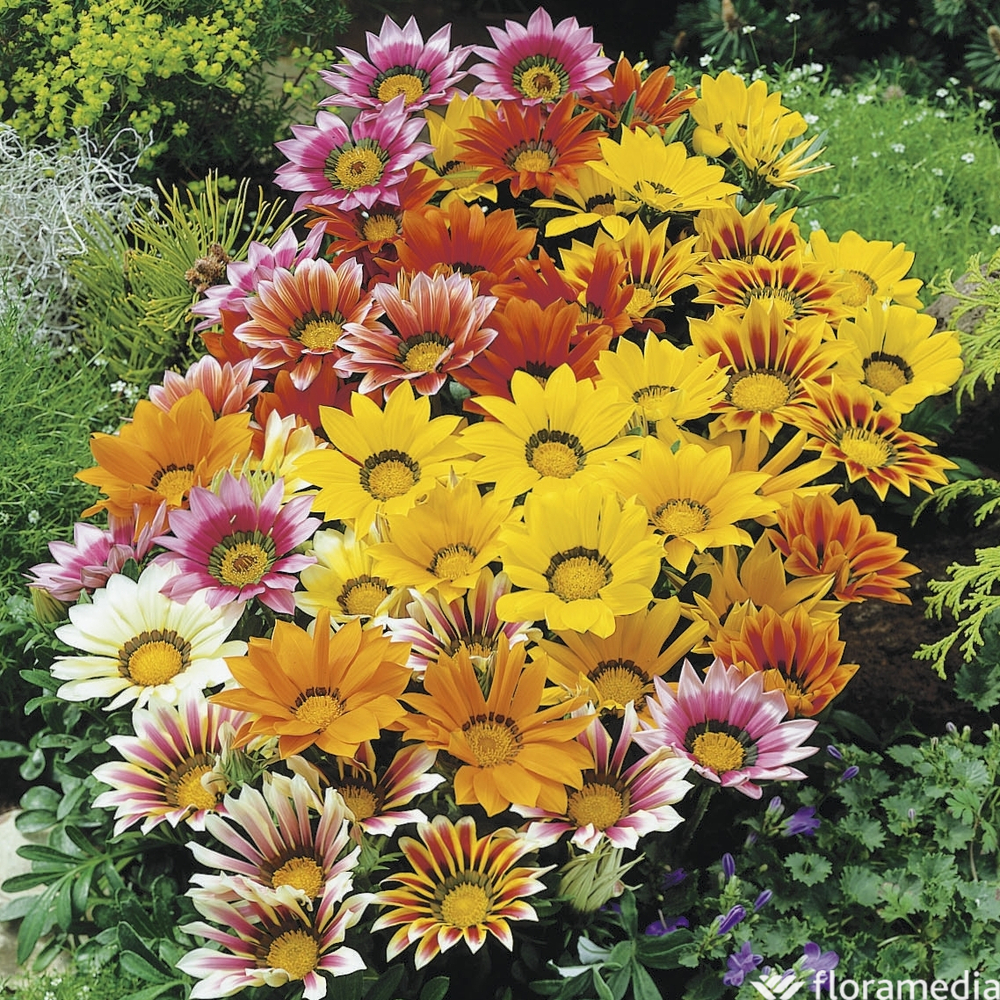 Gazania : pot Ø 13 cm ou Ctr 1 litre