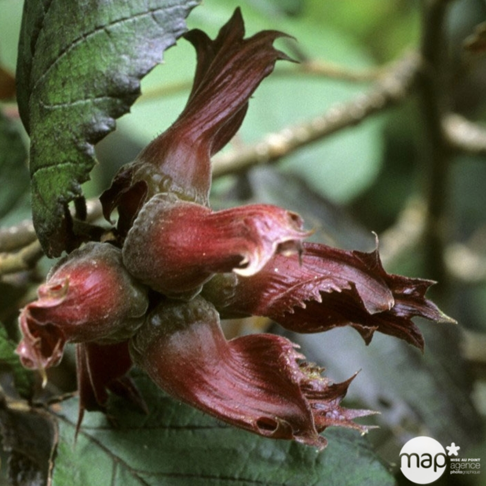 Noisetier 'Maxima Purpurea' : pot de 4 litres