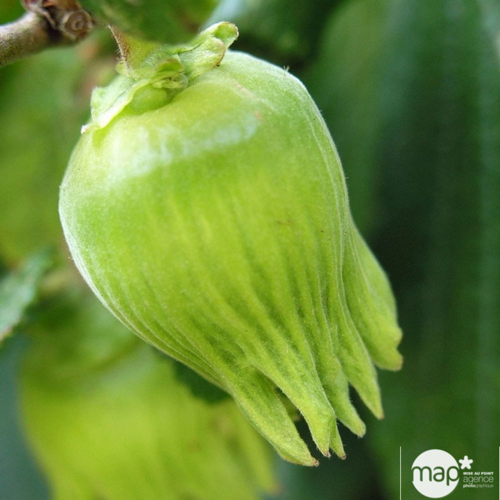 Noisetier vert : pot de 4 litres