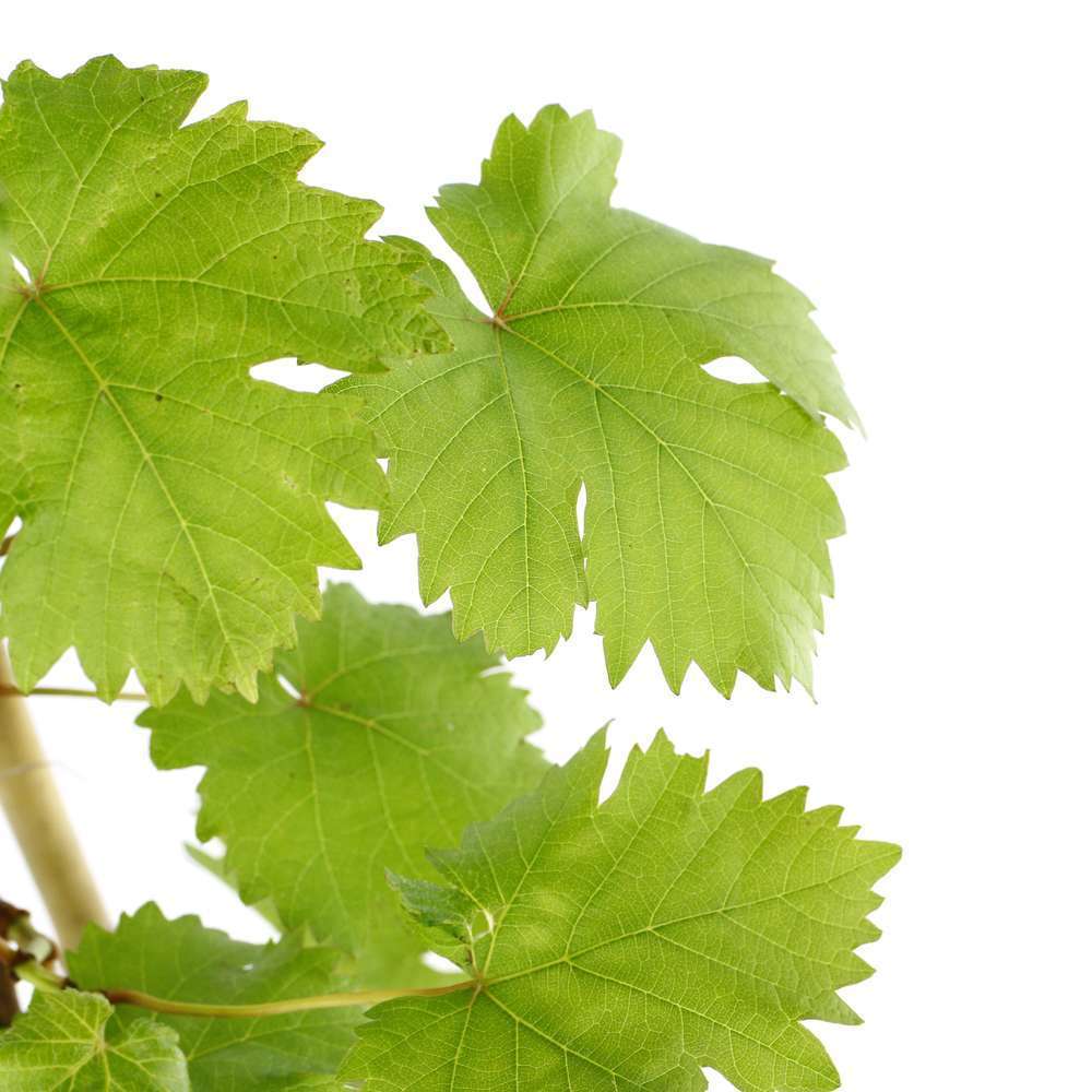 Vigne VariÃ©tÃ© : pot 3L, H.100/150cm