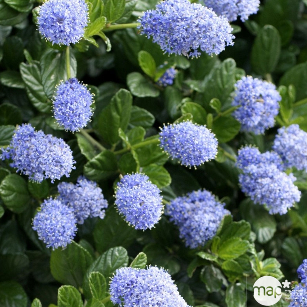 Ceanothus Thyrsiflorus repens :h.30/40cm 3L