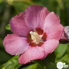 Hibiscus syriacus : ctr 10 litres