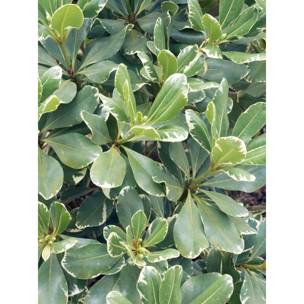 Pittosporum variegatum pot 3L