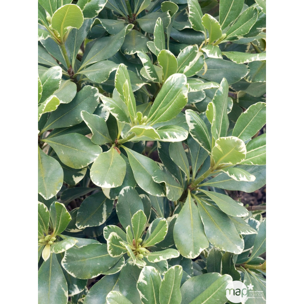 Pittosporum 'Variegatum': h.50 Ã  60cm pot 5L