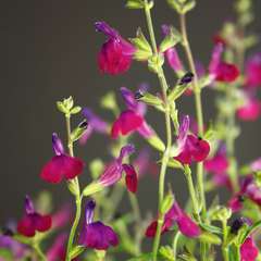 Salvia varié : H 30/40 cm : ctr 3 L