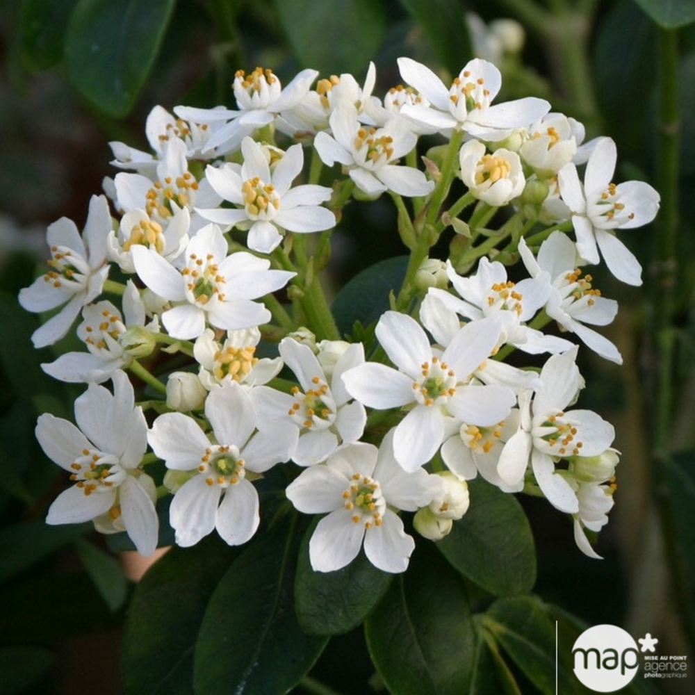 Choisya ternata : ctr 2 litres