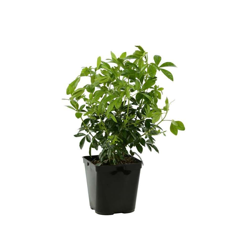 Choisya ternata : H. 30/40 cm : ctr 3 litres