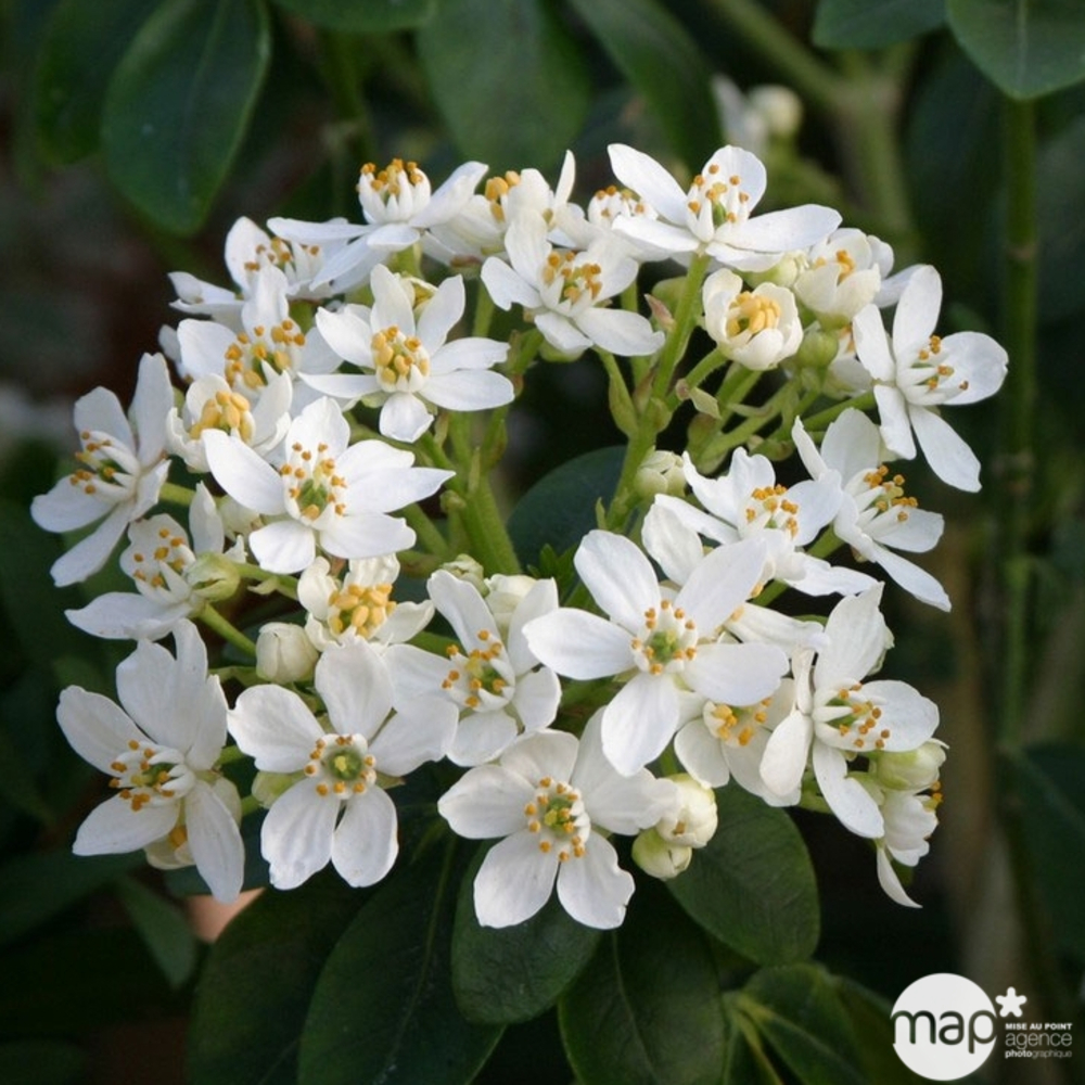 Choisya ternata : pot 15L