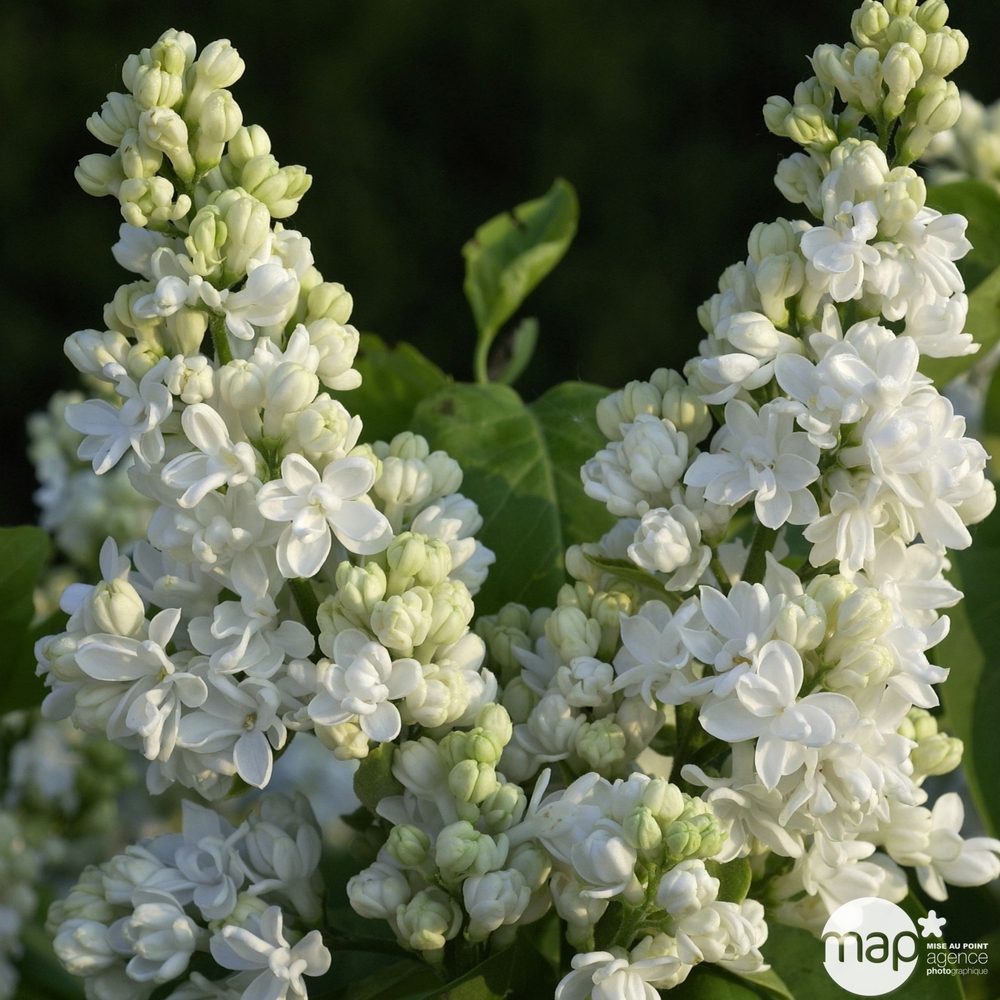 Syringa vulgaris : H 80/100 cm ctr 10 litres