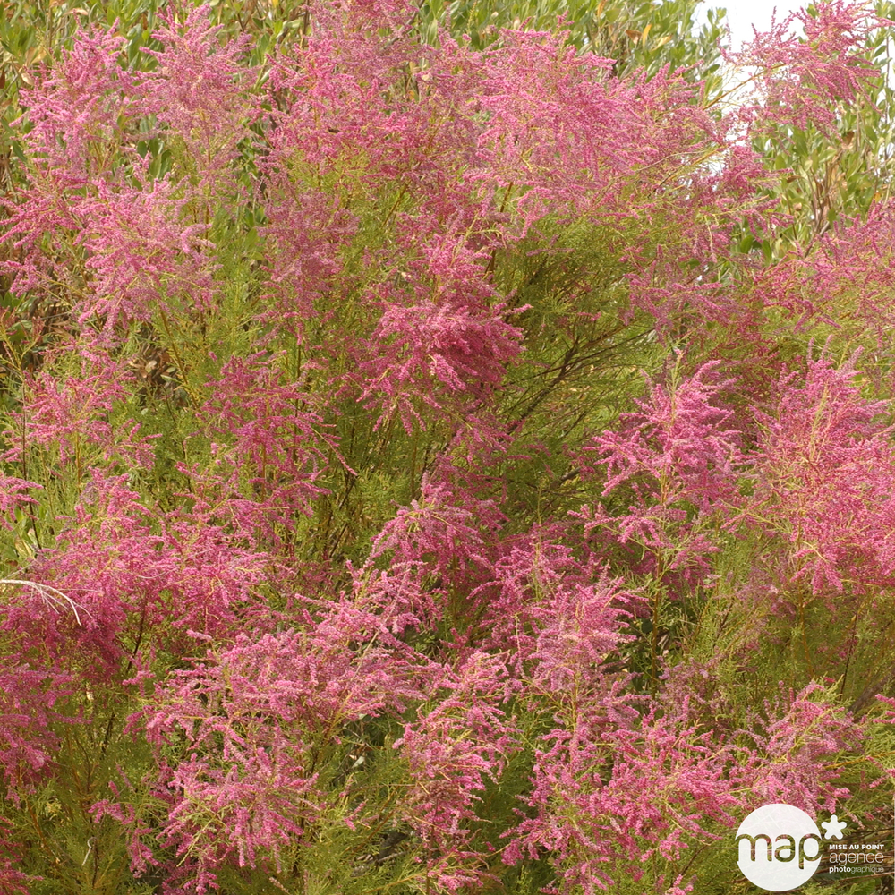 Tamarix ramosissima : H 60/80 cm ctr 4 litres