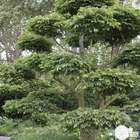 Carpinus betulus : H. 60/80 cm  : ctr 4 litres