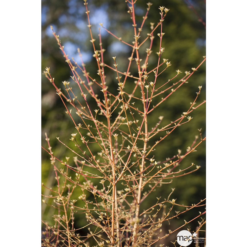 Cornus sanguinea ' Mindwinterfire ' : H 40/60 cm : ctr 4 litres