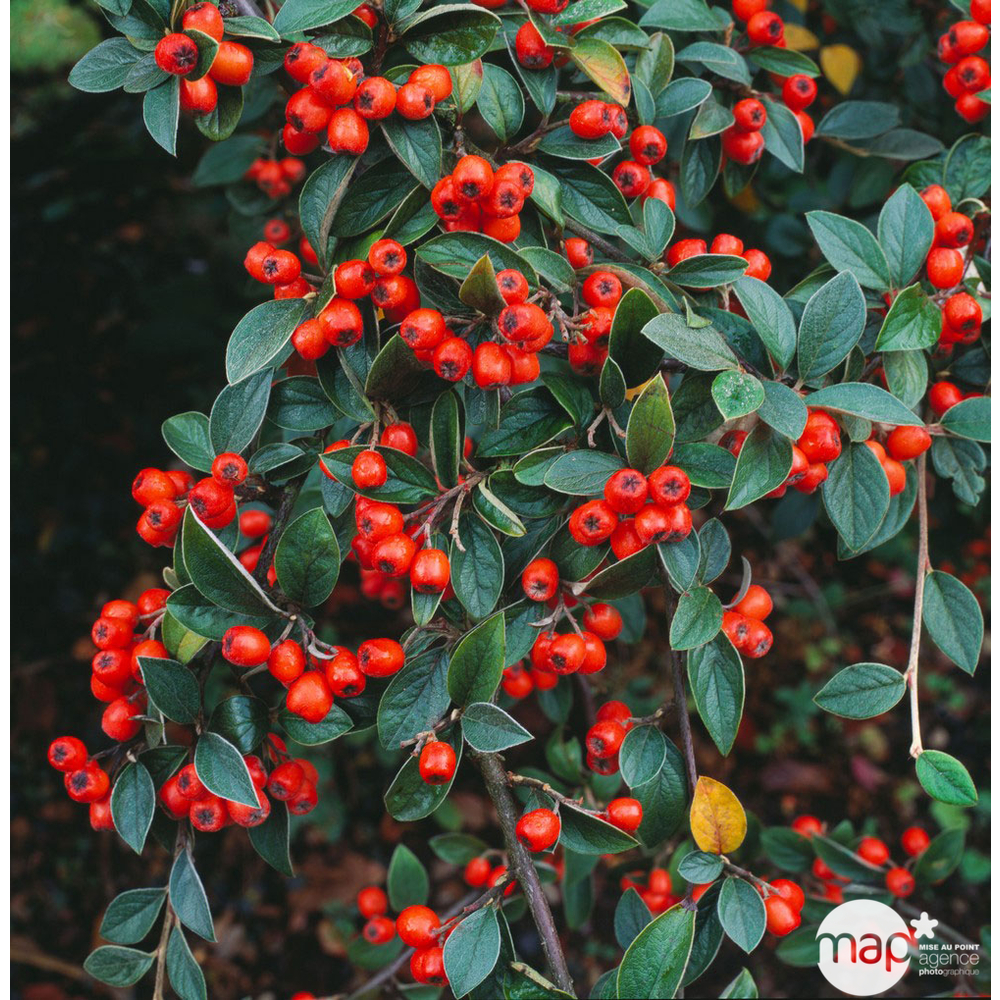 Cotoneaster franchetti : ctr 2 litres