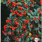 Cotoneaster franchetti : ctr 2 litres