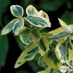 Euonymus fortunei 'Emerald'n Gold':pot 4L