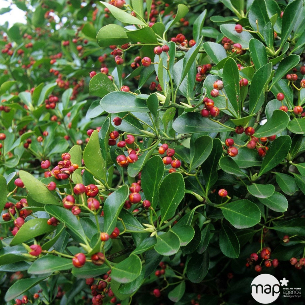 Euonymus japonicus : H. 30/40 ctr 3 litres
