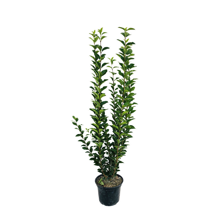 Ligustrum ovalifolium :H 60/80 cm ctr 4 litres