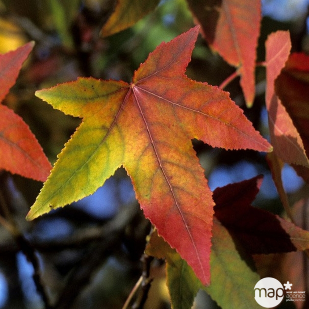 Liquidambar styraciflua : H 175/200 cm ctr 15 litres