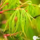 Acer palmatum dissectum : arbuste, ctr 4L, 50/60 cm