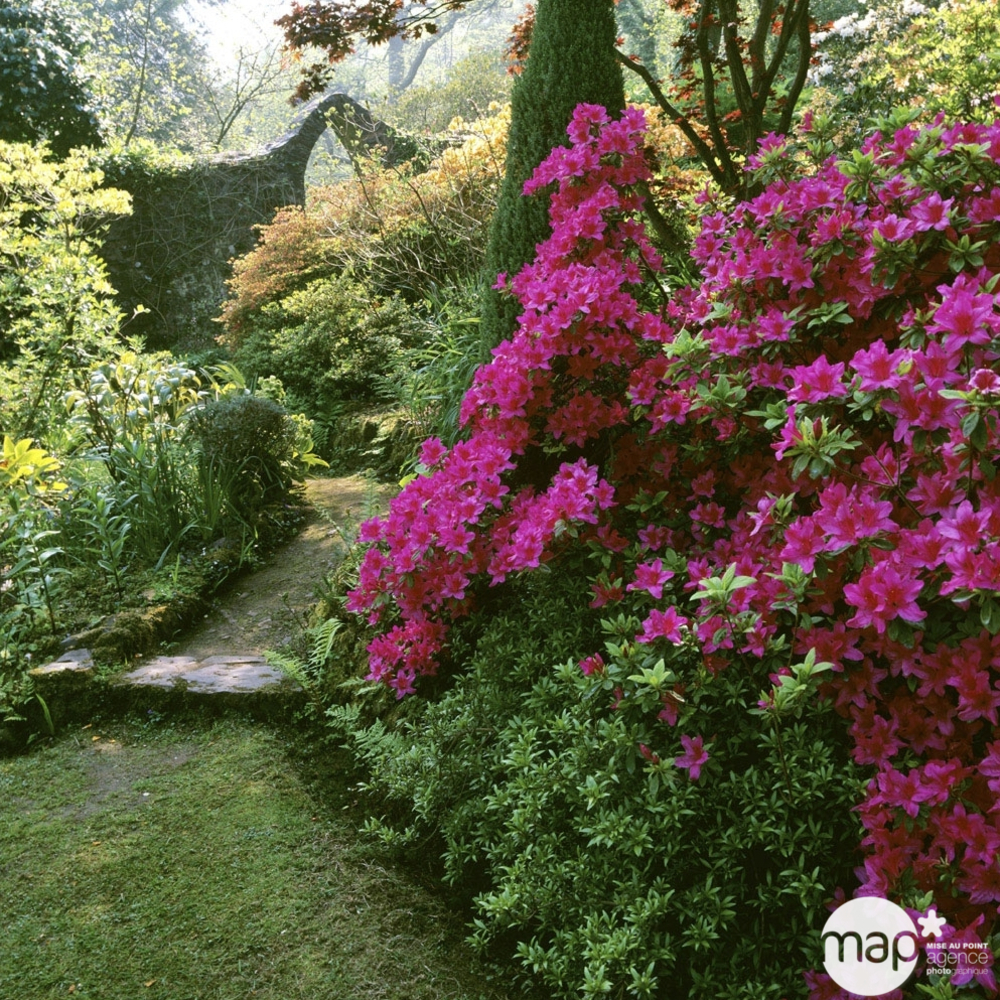 Azalea japonica : H 20/25 cm, ctr 2 L