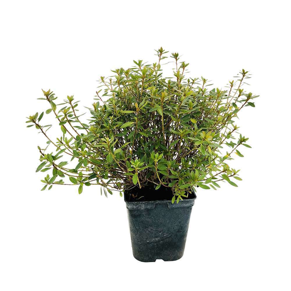 Azalea japonica: h.30/40cm pot 5L