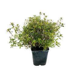 Azalea japonica : H 30/40 cm, ctr 5 L