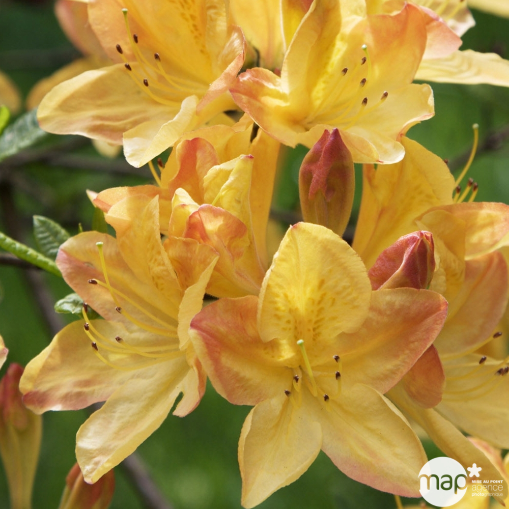 Azalea mollis : arbuste, ctr 4L, 40/50 cm