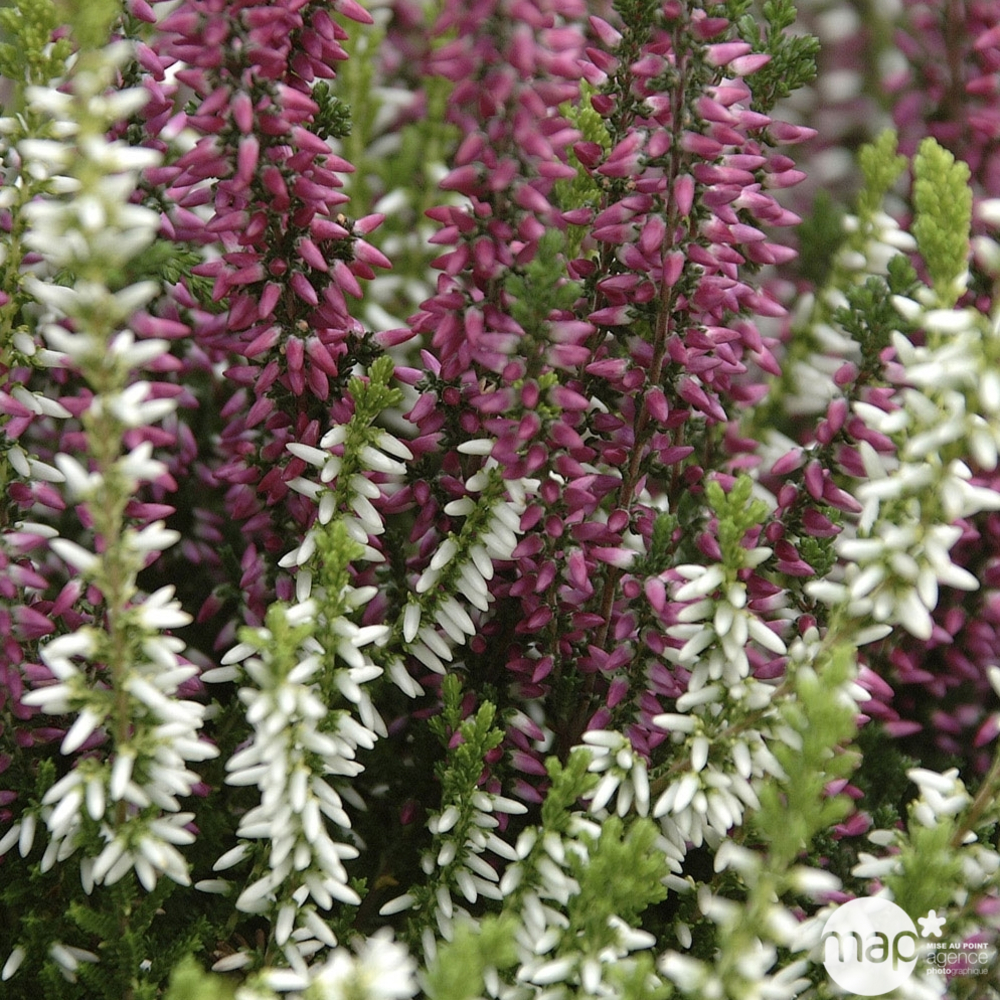 Calluna : conteneur de 1 L