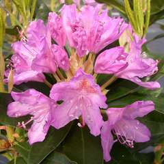 Rhododendron ponticum varié : H 40/50 cm, ctr 7 litres